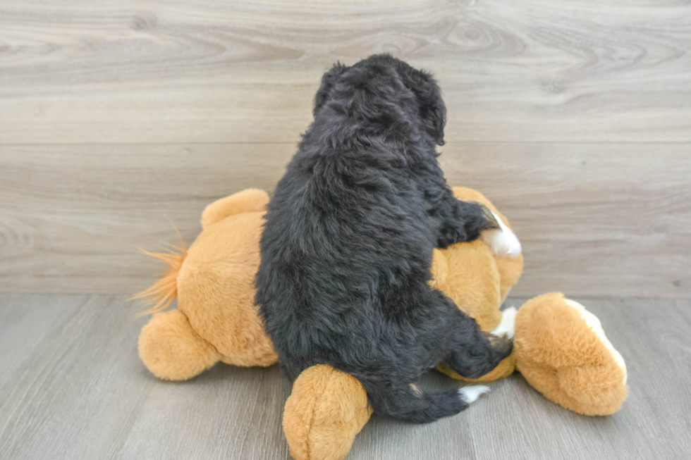 Happy Mini Bernedoodle Baby