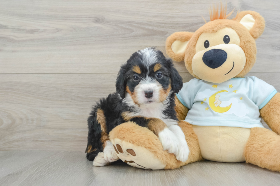 6 week old Mini Bernedoodle Puppy For Sale - Simply Southern Pups