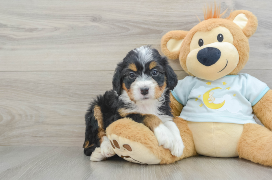 Popular Mini Bernedoodle Poodle Mix Pup