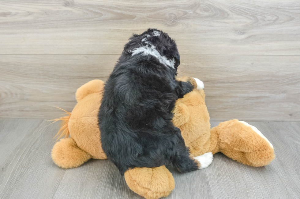 Mini Bernedoodle Pup Being Cute