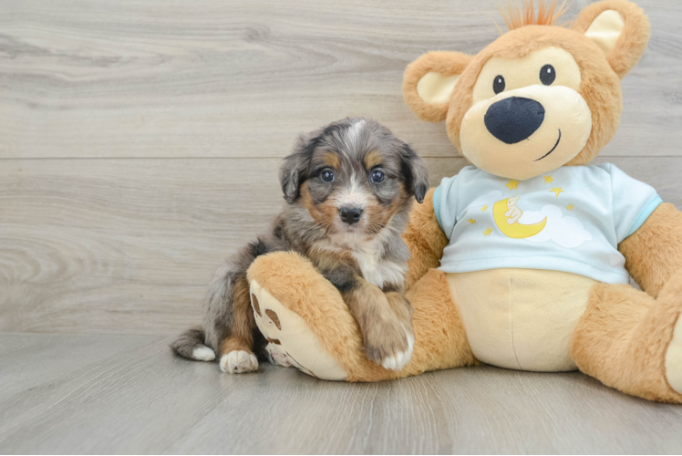 Energetic Mini Bernadoodle Poodle Mix Puppy