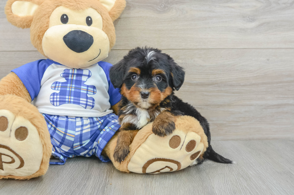 7 week old Mini Bernedoodle Puppy For Sale - Simply Southern Pups