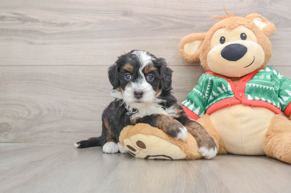 5 week old Mini Bernedoodle Puppy For Sale - Simply Southern Pups