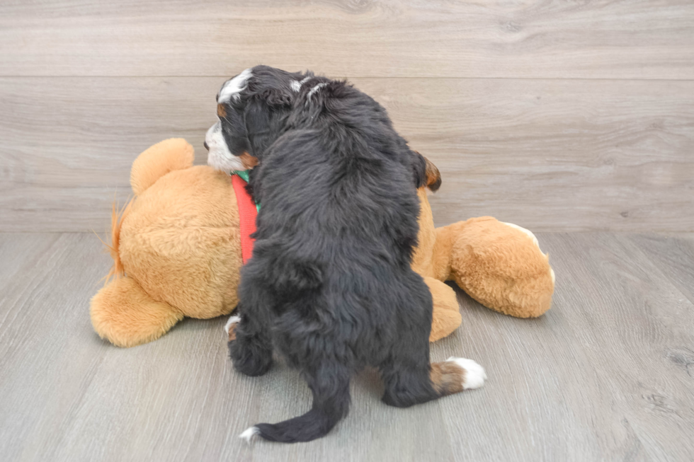 Mini Bernedoodle Pup Being Cute