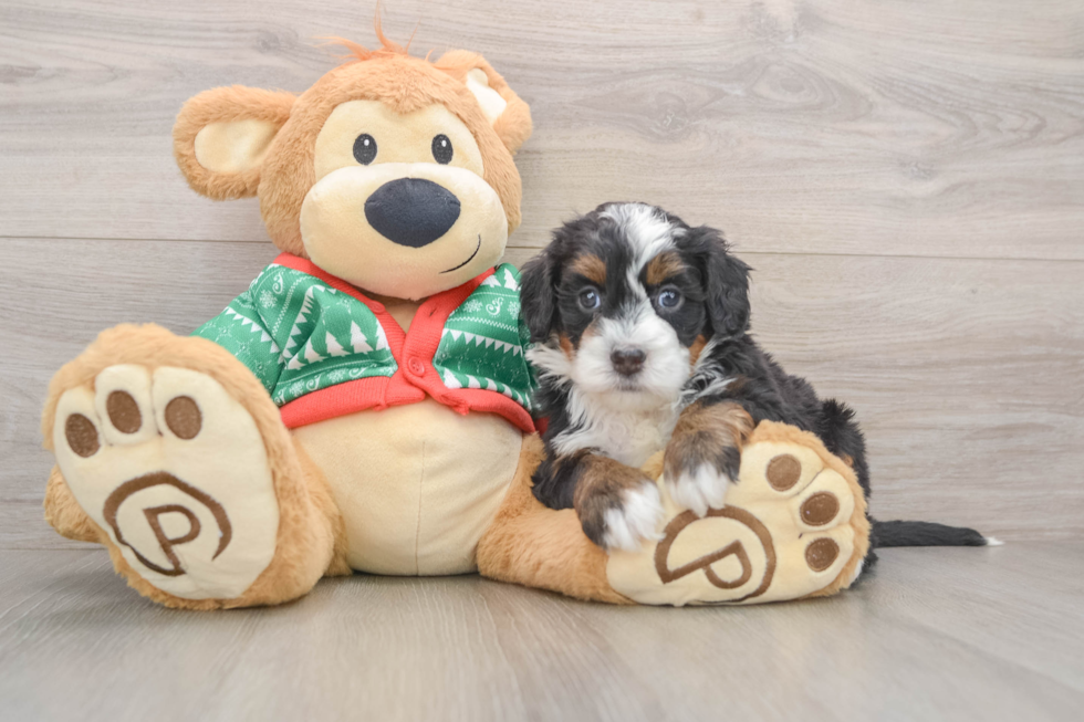 Small Mini Bernedoodle Baby