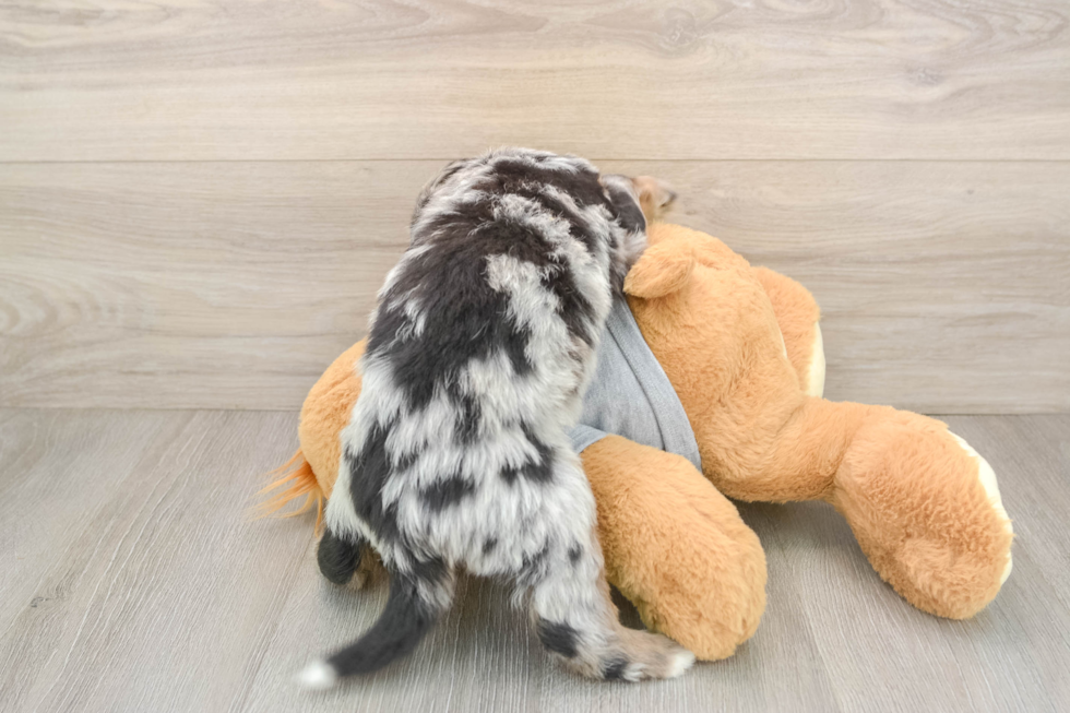 Best Mini Bernedoodle Baby