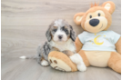 Best Mini Bernedoodle Baby