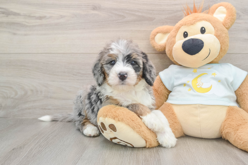 Best Mini Bernedoodle Baby