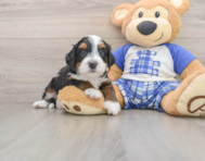 7 week old Mini Bernedoodle Puppy For Sale - Simply Southern Pups