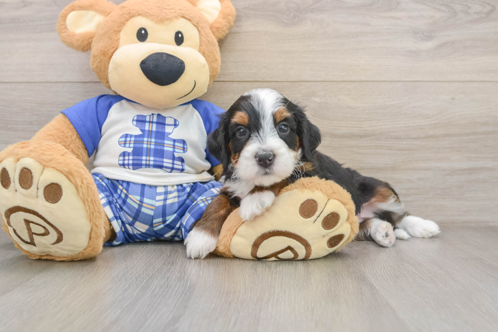 Funny Mini Bernedoodle Poodle Mix Pup