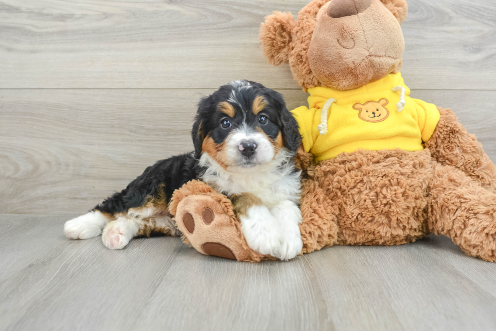 Best Mini Bernedoodle Baby