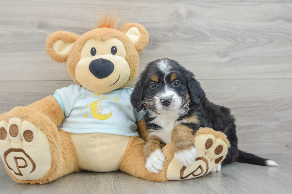 6 week old Mini Bernedoodle Puppy For Sale - Simply Southern Pups