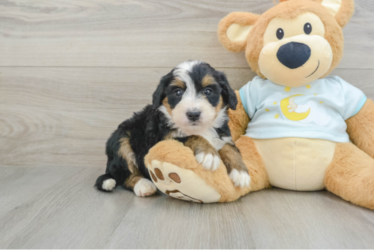 Friendly Mini Bernedoodle Baby