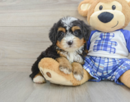 8 week old Mini Bernedoodle Puppy For Sale - Simply Southern Pups