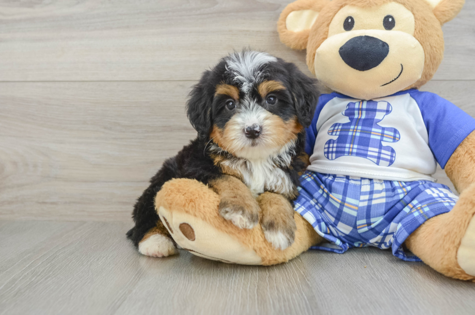 7 week old Mini Bernedoodle Puppy For Sale - Simply Southern Pups