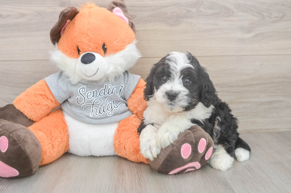6 week old Mini Bernedoodle Puppy For Sale - Simply Southern Pups