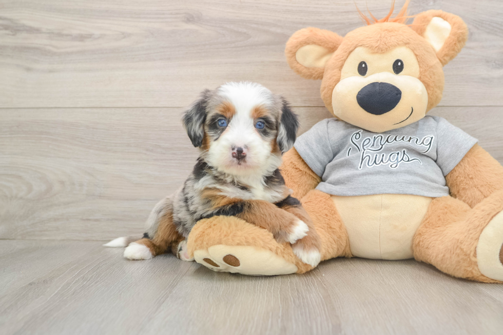 Smart Mini Bernedoodle Poodle Mix Pup