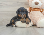 7 week old Mini Bernedoodle Puppy For Sale - Simply Southern Pups