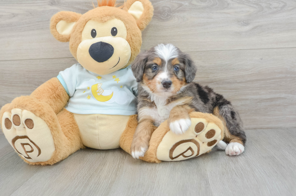 5 week old Mini Bernedoodle Puppy For Sale - Simply Southern Pups