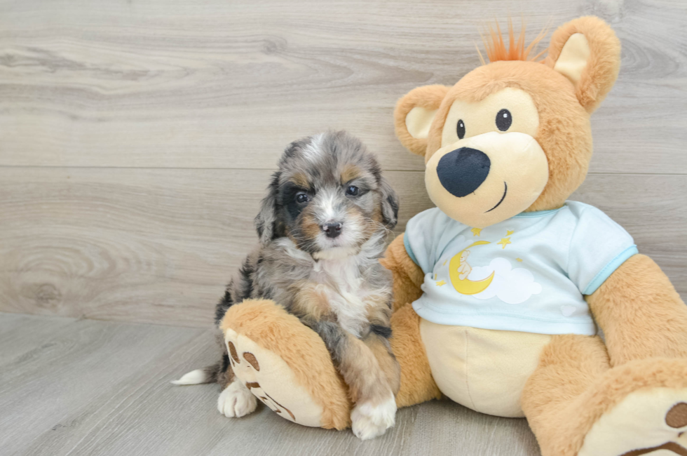 6 week old Mini Bernedoodle Puppy For Sale - Simply Southern Pups