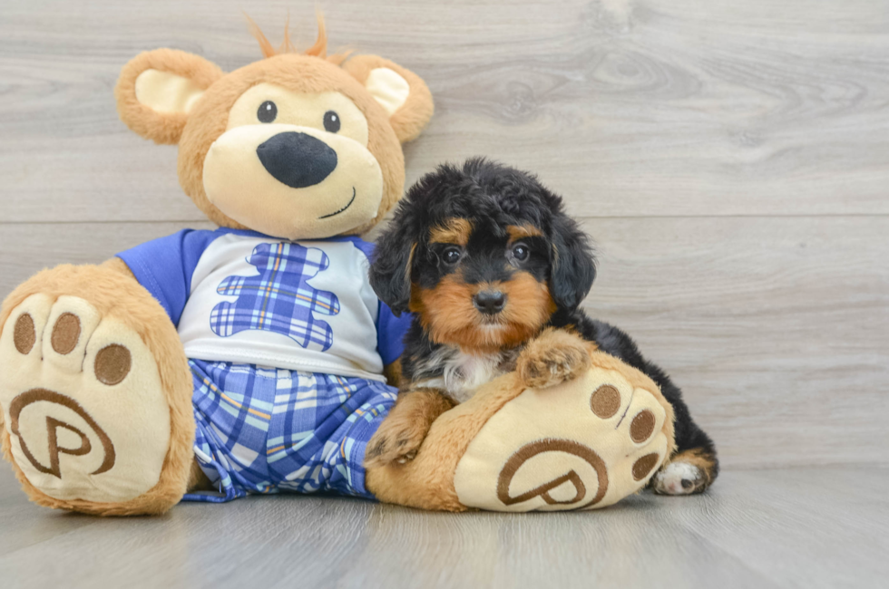 7 week old Mini Bernedoodle Puppy For Sale - Simply Southern Pups