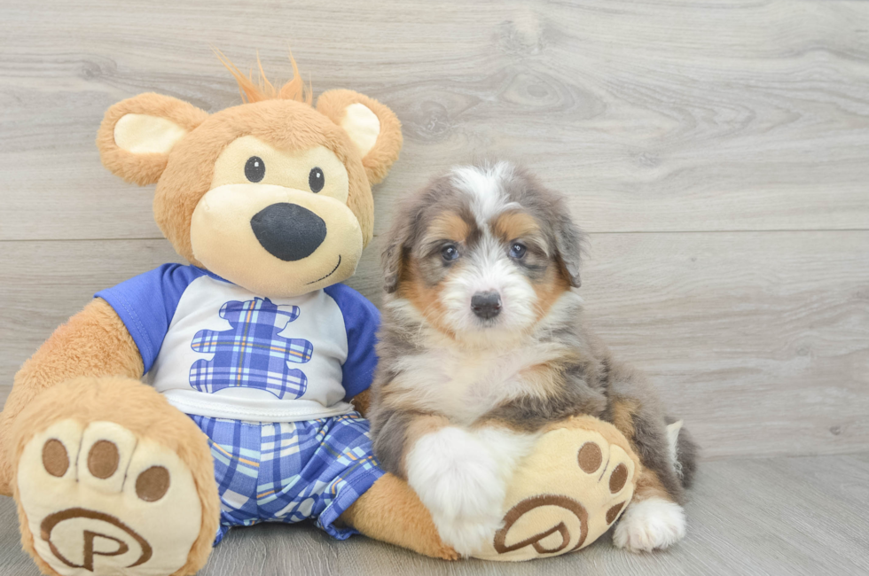 6 week old Mini Bernedoodle Puppy For Sale - Simply Southern Pups