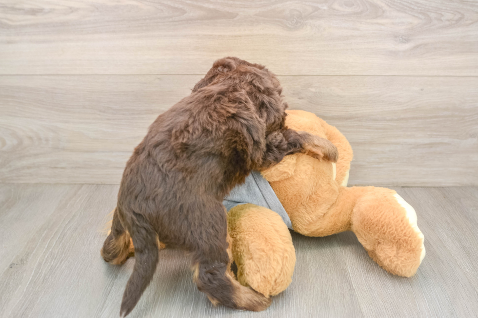 Smart Mini Bernedoodle Poodle Mix Pup