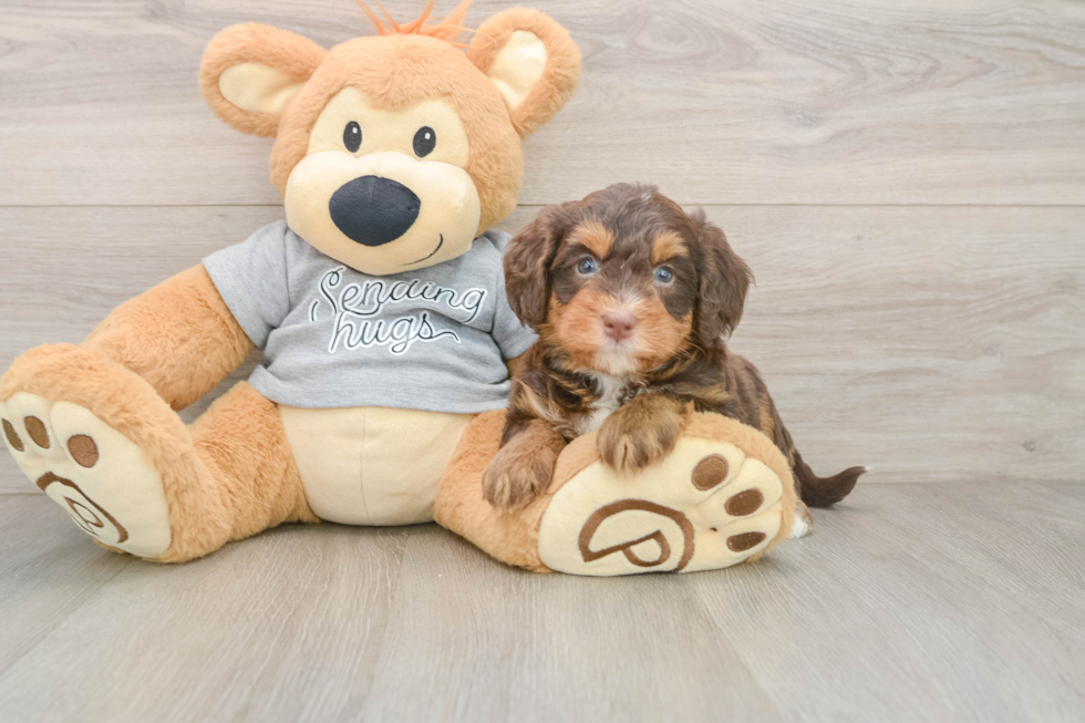 Mini Bernedoodle Puppy for Adoption