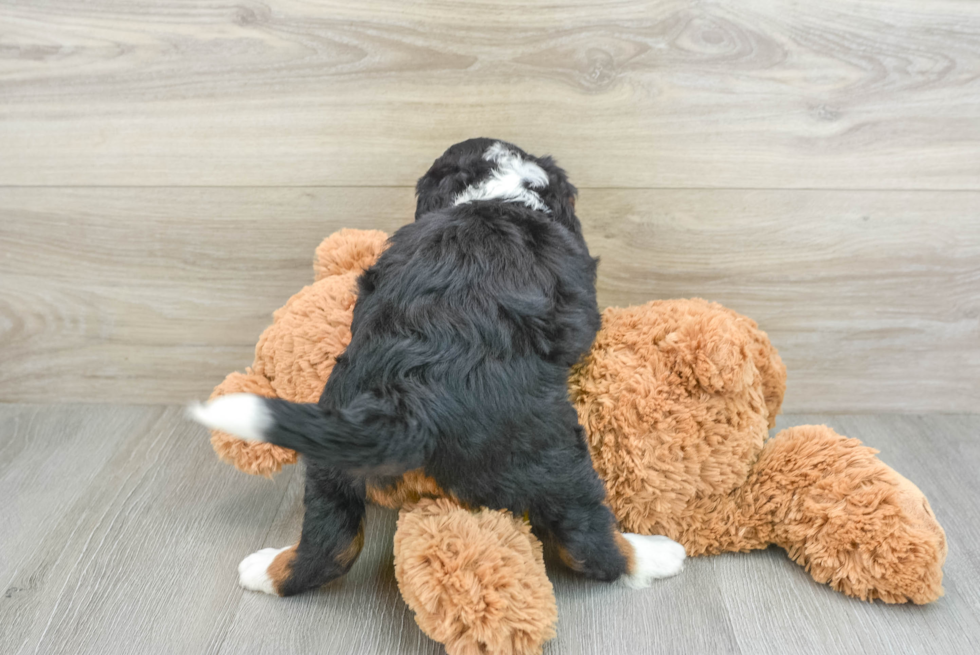 Mini Bernedoodle Pup Being Cute