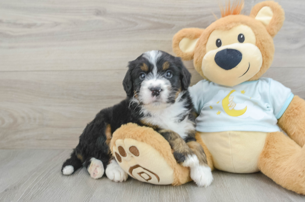 5 week old Mini Bernedoodle Puppy For Sale - Simply Southern Pups