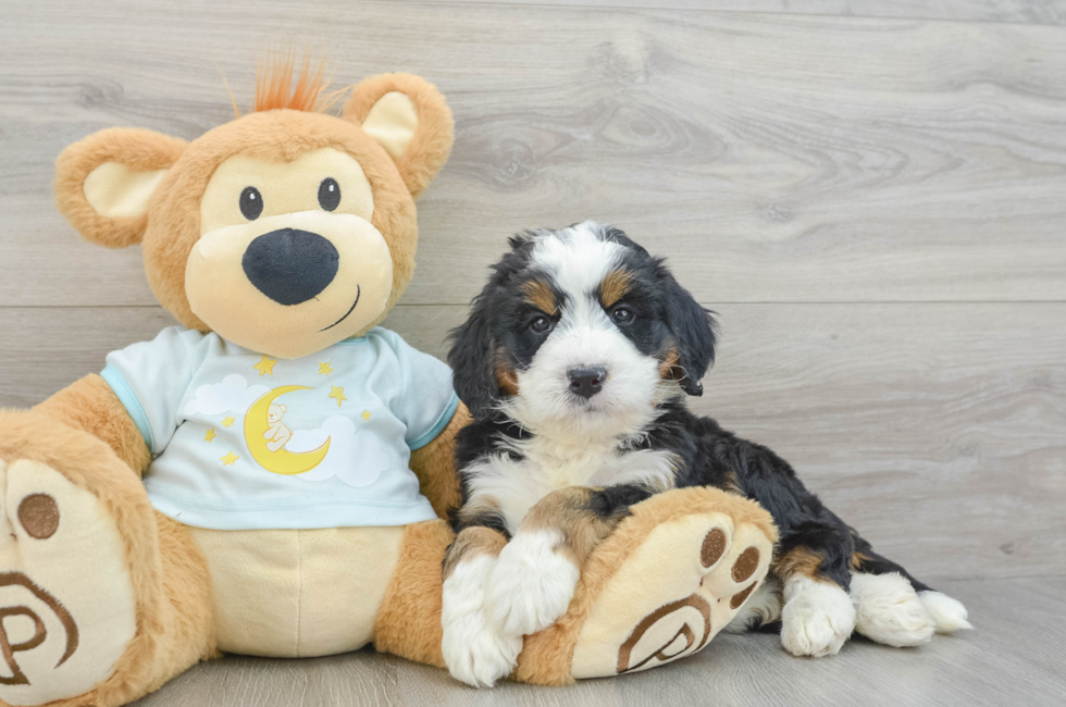 6 week old Mini Bernedoodle Puppy For Sale - Simply Southern Pups