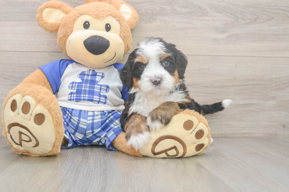 6 week old Mini Bernedoodle Puppy For Sale - Simply Southern Pups