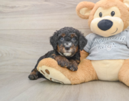 7 week old Mini Bernedoodle Puppy For Sale - Simply Southern Pups