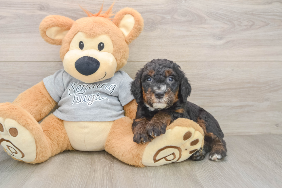 Best Mini Bernedoodle Baby