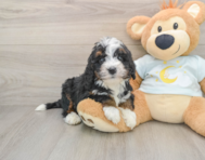7 week old Mini Bernedoodle Puppy For Sale - Simply Southern Pups