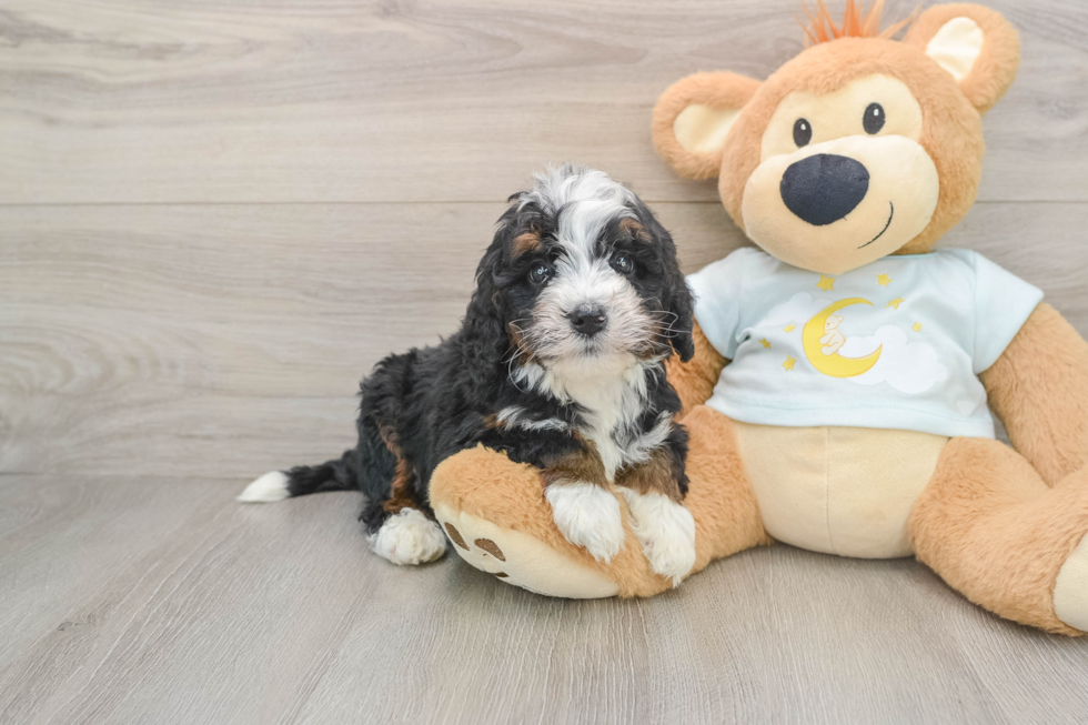 Funny Mini Bernedoodle Poodle Mix Pup