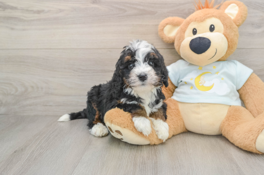 Funny Mini Bernedoodle Poodle Mix Pup