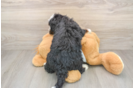 Small Mini Bernedoodle Baby