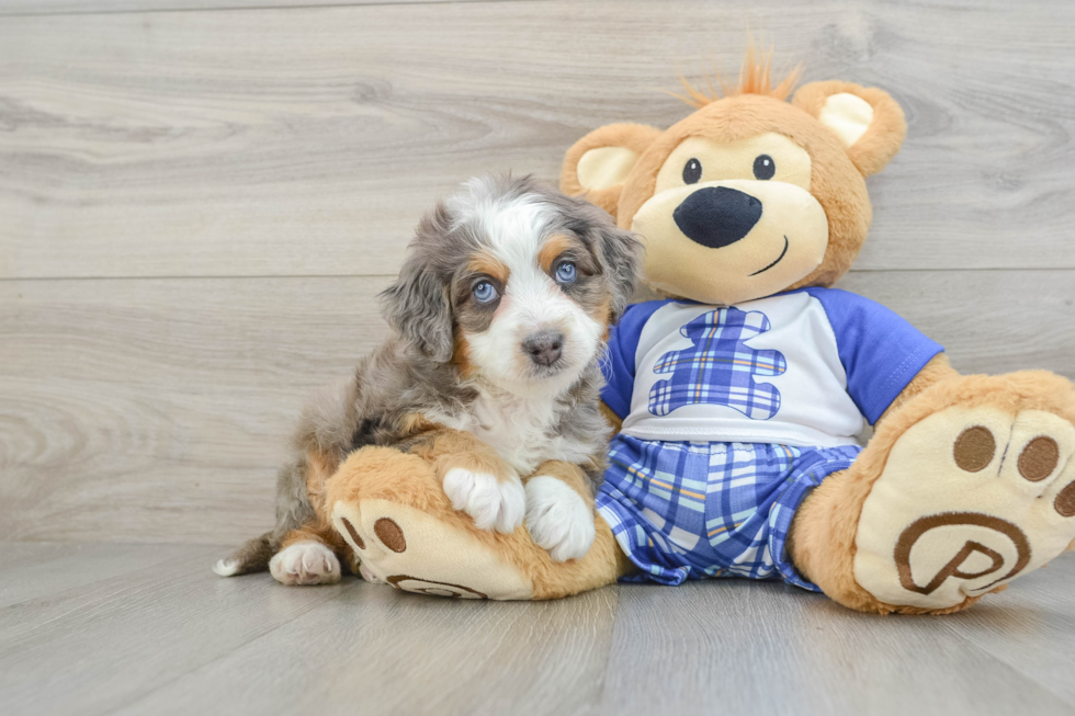 Best Mini Bernedoodle Baby