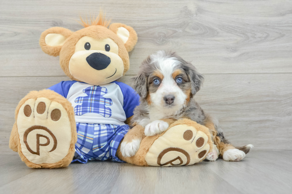 5 week old Mini Bernedoodle Puppy For Sale - Simply Southern Pups