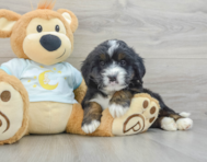 8 week old Mini Bernedoodle Puppy For Sale - Simply Southern Pups