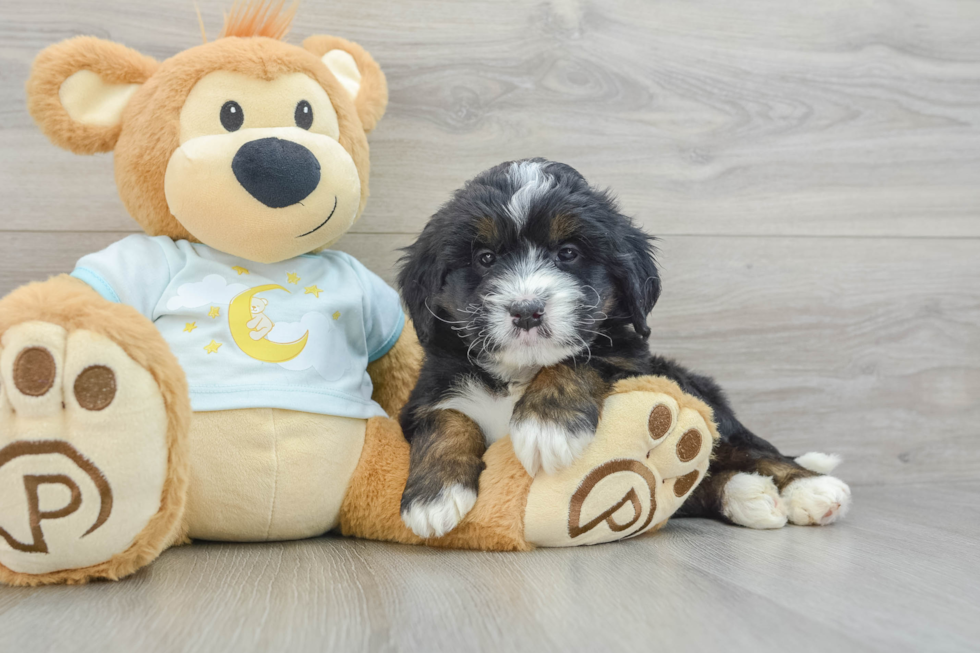 Mini Bernedoodle Pup Being Cute