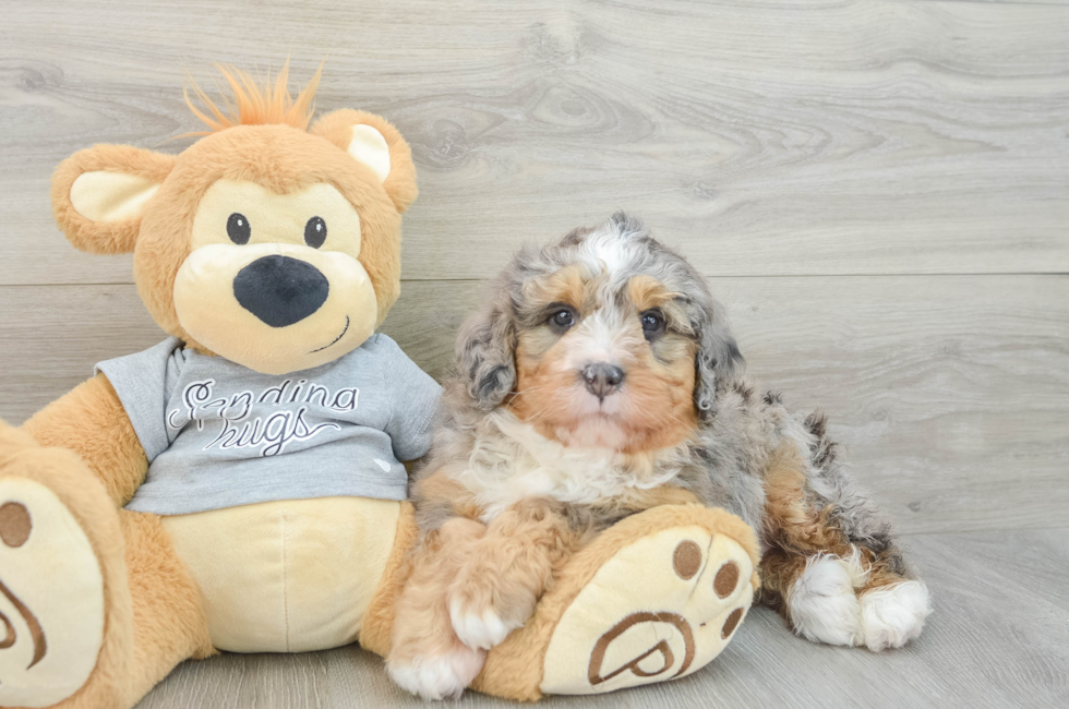 5 week old Mini Bernedoodle Puppy For Sale - Simply Southern Pups