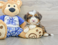 8 week old Mini Bernedoodle Puppy For Sale - Simply Southern Pups