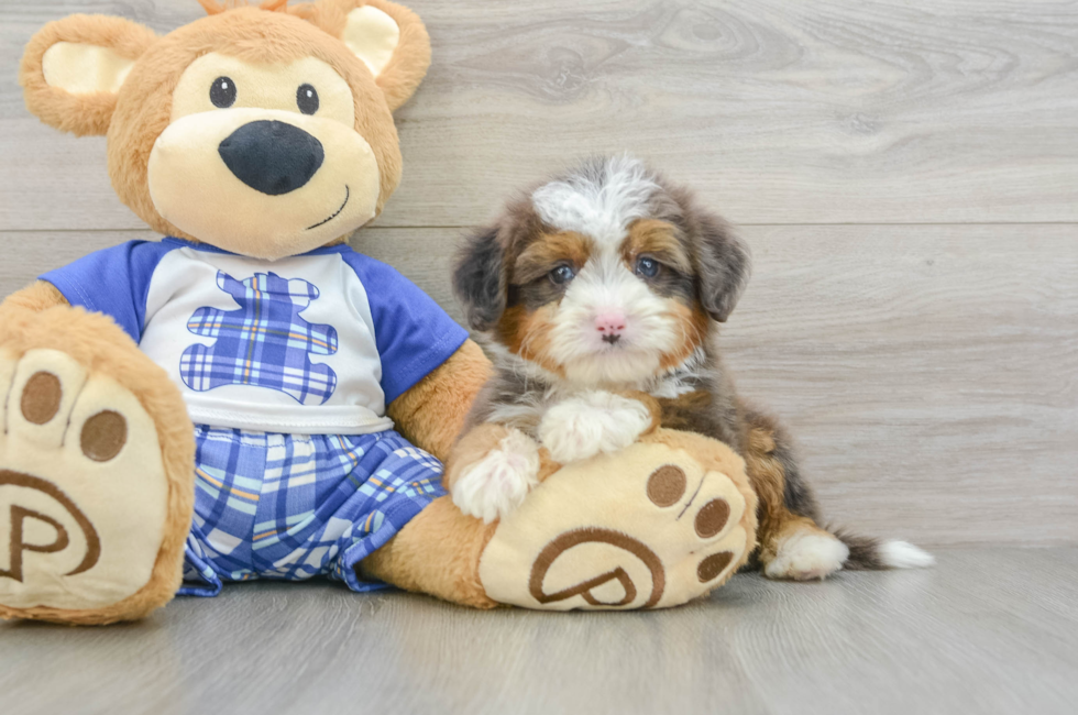 7 week old Mini Bernedoodle Puppy For Sale - Simply Southern Pups
