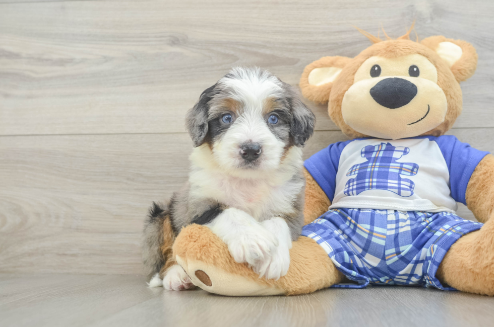 6 week old Mini Bernedoodle Puppy For Sale - Simply Southern Pups