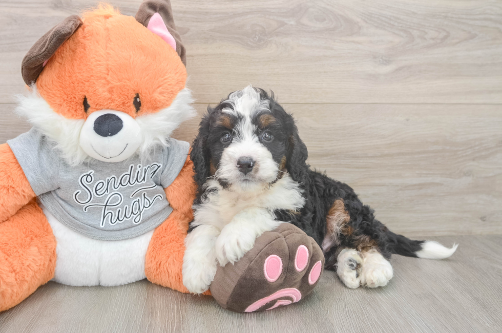 6 week old Mini Bernedoodle Puppy For Sale - Simply Southern Pups