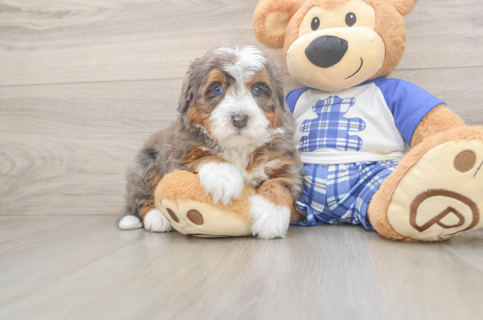 6 week old Mini Bernedoodle Puppy For Sale - Simply Southern Pups