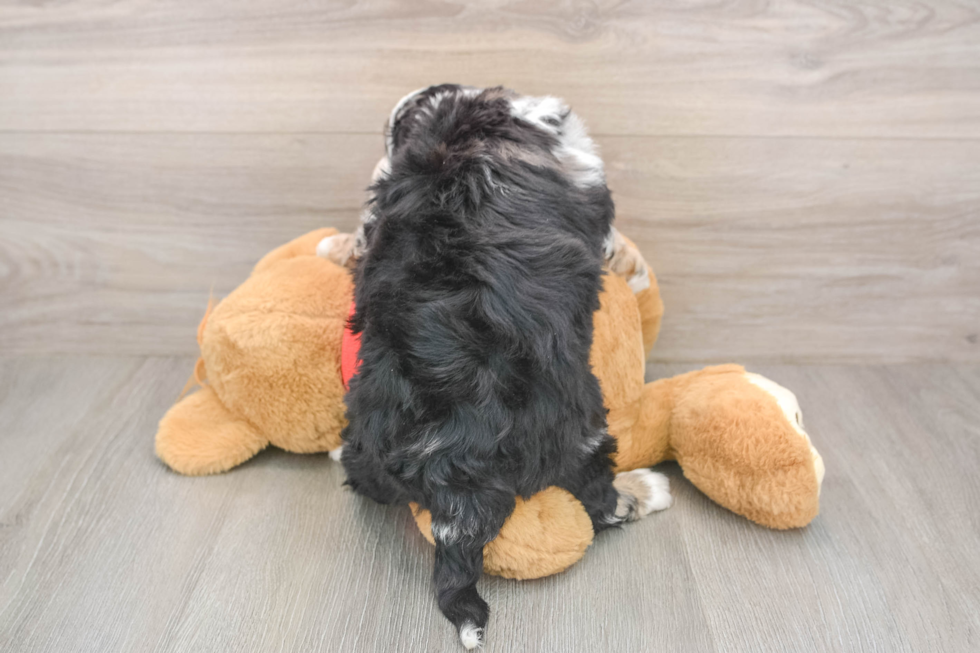 Playful Mini Bernadoodle Poodle Mix Puppy
