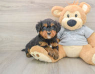 8 week old Mini Bernedoodle Puppy For Sale - Simply Southern Pups